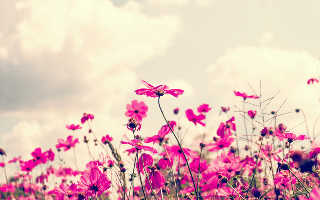 Vintage Pink Cosmos Flowers in Garden